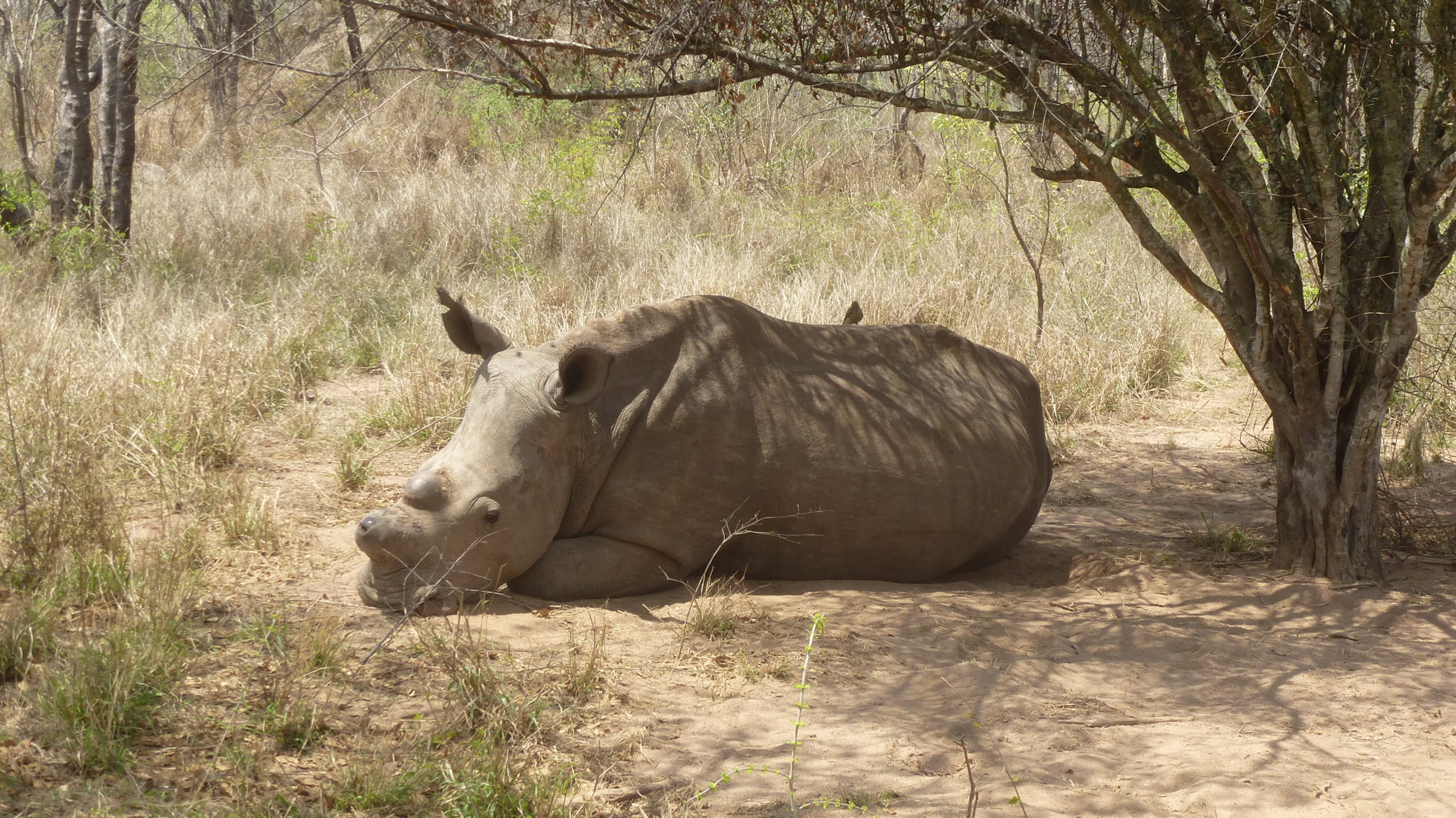 Hoedspruit Endangered Species Center. – MTB safaris South Africa